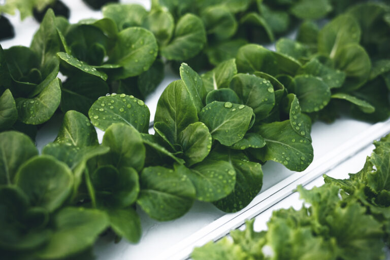 Hydroponic farming system with vibrant green plants growing in nutrient-rich water, demonstrating the environmental benefits of space-efficient, soil-free agriculture.