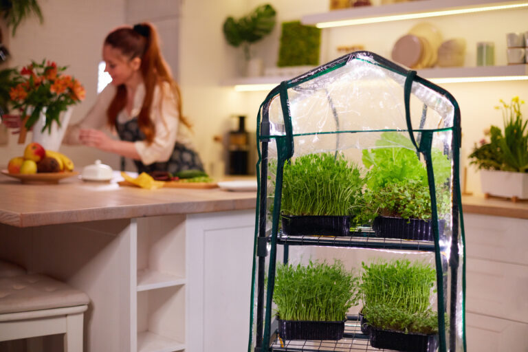 Hydroponics for Beginners