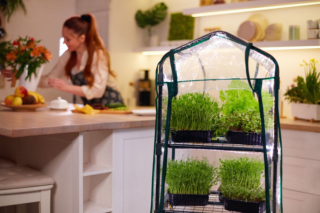Hydroponics for Beginners