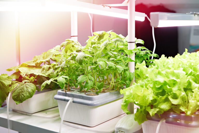 Best Vegetables to Grow in Hydroponics: 5 Top Picks for High Yields