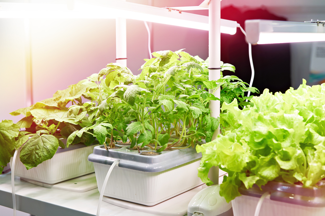 Hydroponics for Beginners: Setting Up Your First System