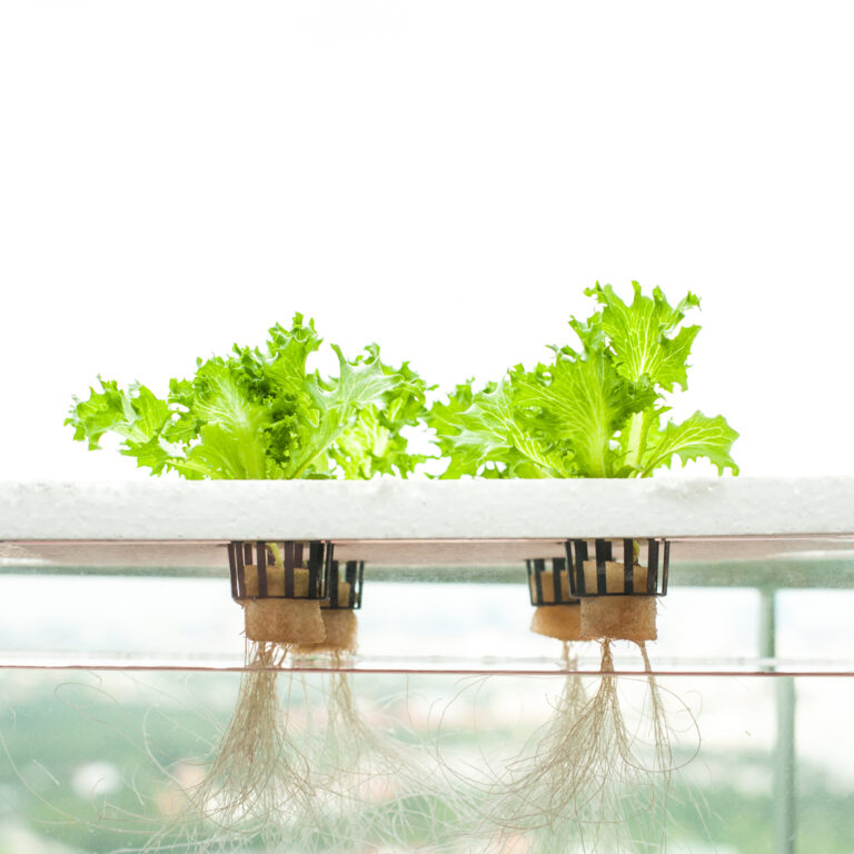 DIY Hydroponic System: Easy Step-by-Step Guide